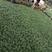 玉龙草日本矮麦冬园林绿化树下搭配沿阶草耐荫草坪