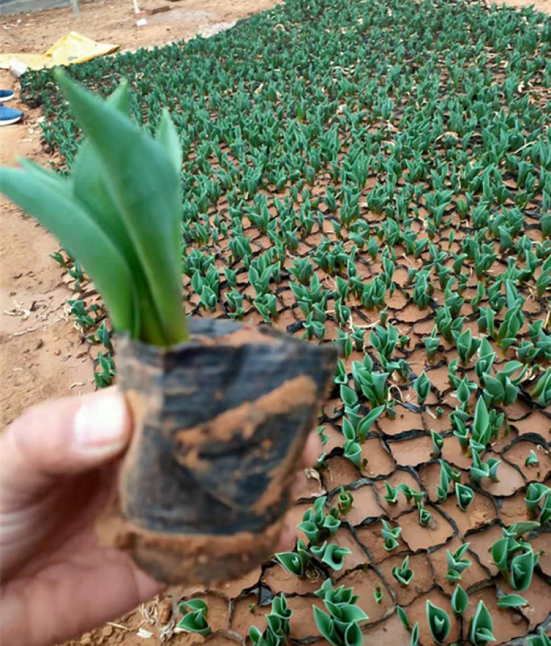 郁金香苗批发三江花卉郁金香价格山东郁金香基地