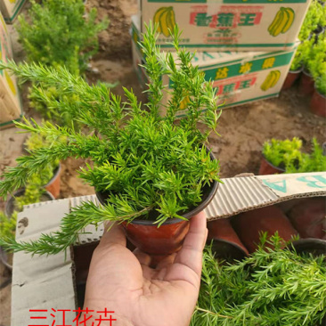 丛生福禄考杯苗基地三江花卉多年生福禄考花苗