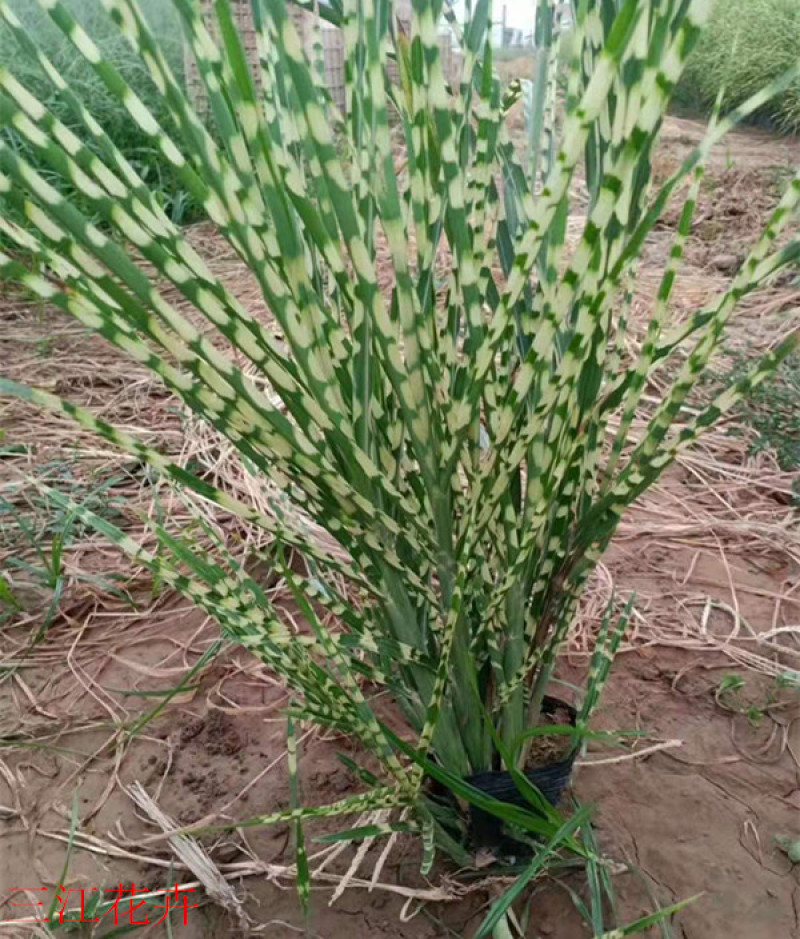 观赏草斑叶芒基地斑叶芒价格青州斑叶芒