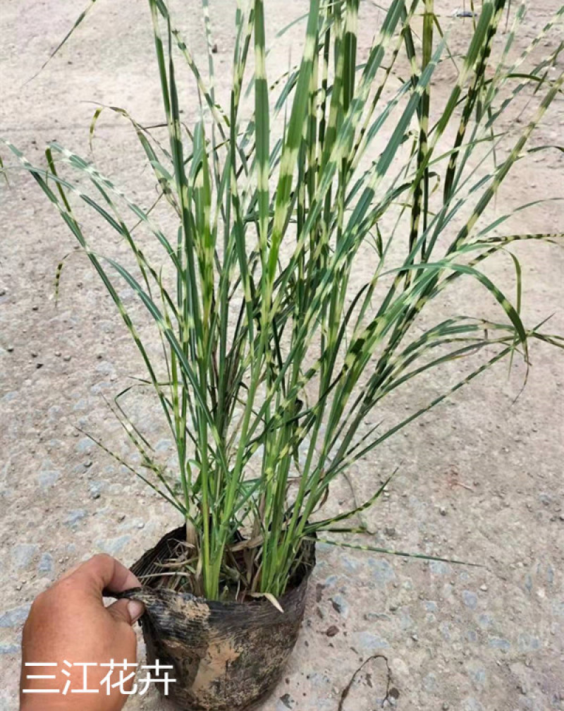 观赏草斑叶芒基地斑叶芒价格青州斑叶芒
