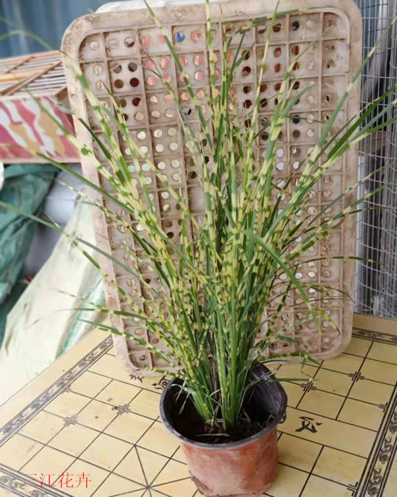 观赏草斑叶芒基地斑叶芒价格青州斑叶芒