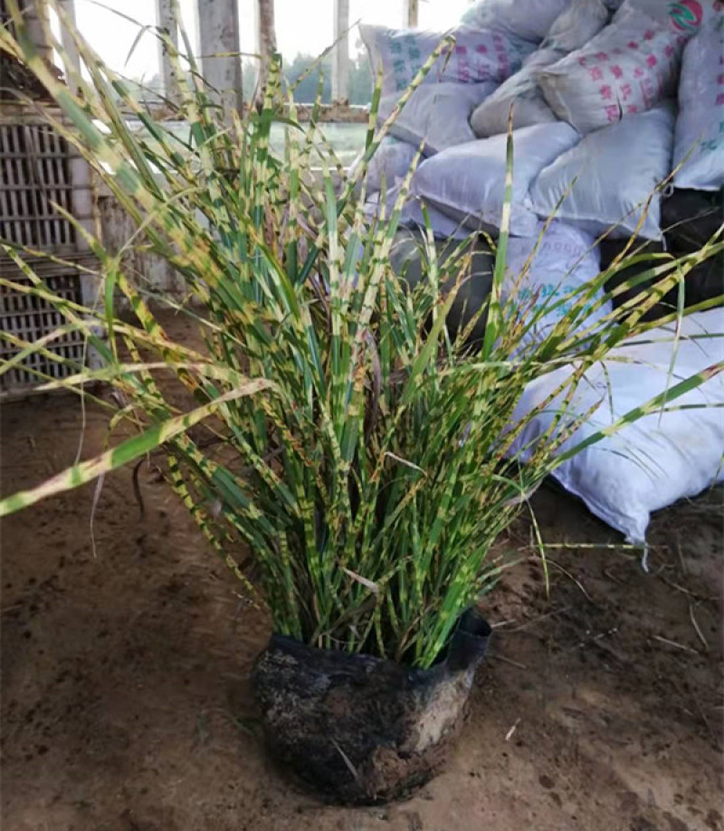 观赏草斑叶芒基地斑叶芒价格青州斑叶芒