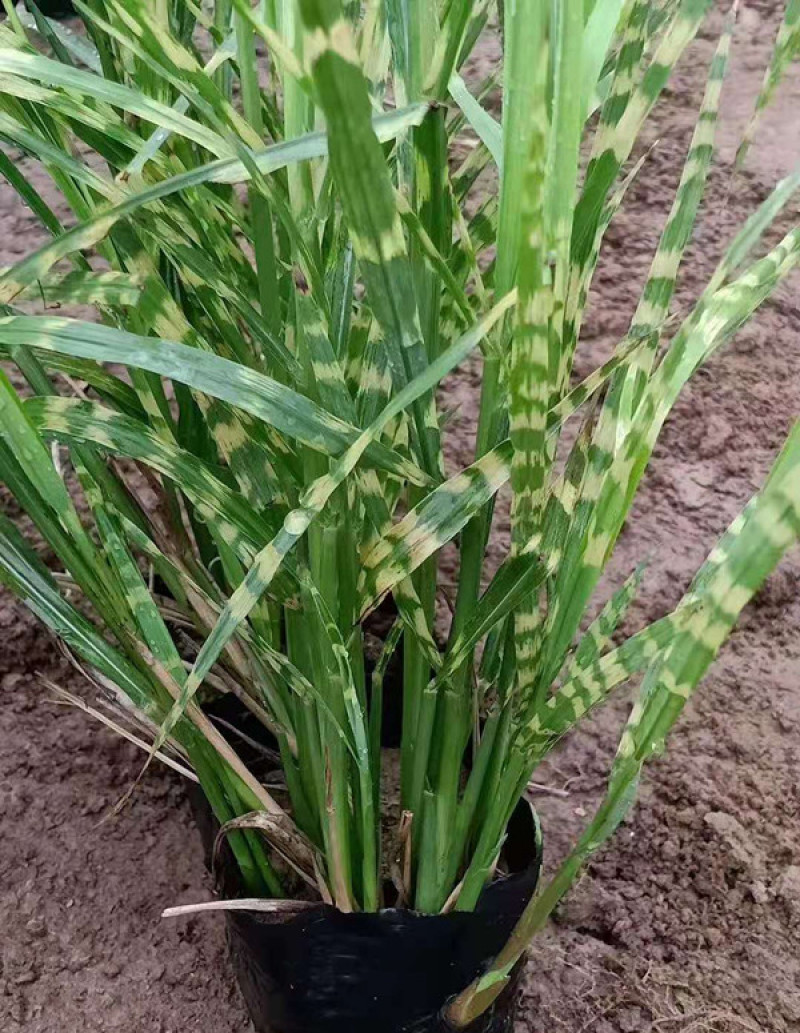 观赏草斑叶芒基地斑叶芒价格青州斑叶芒