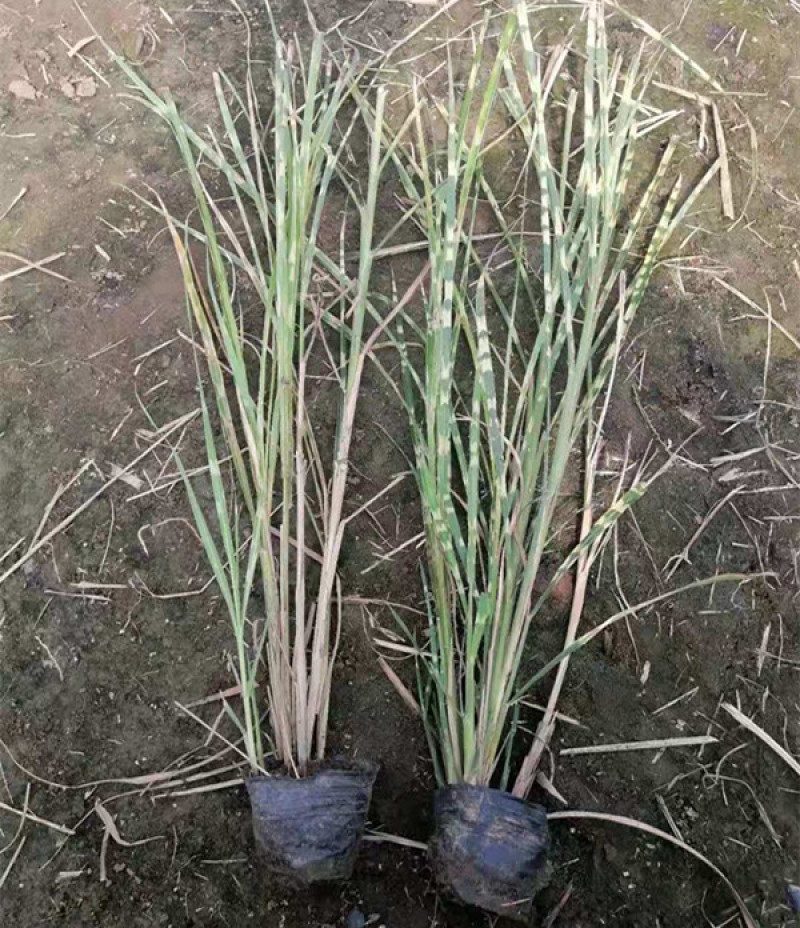 观赏草斑叶芒基地斑叶芒价格青州斑叶芒
