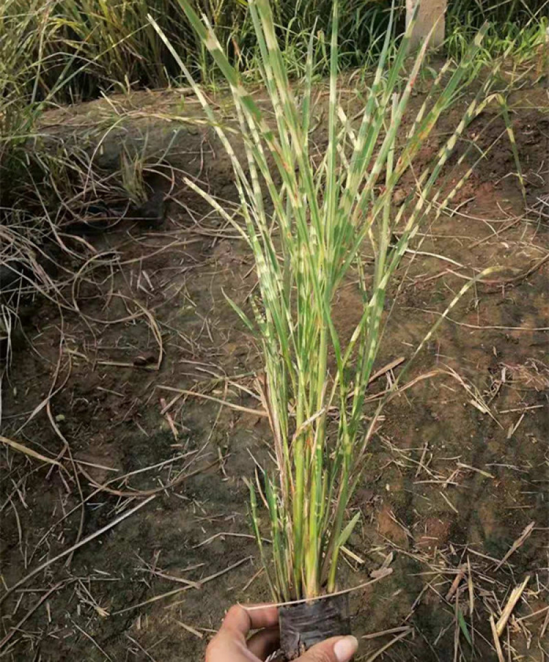 观赏草斑叶芒基地斑叶芒价格青州斑叶芒
