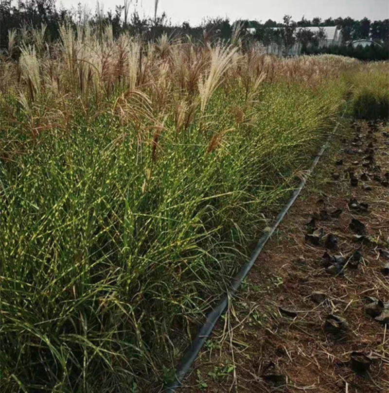 观赏草斑叶芒基地斑叶芒价格青州斑叶芒