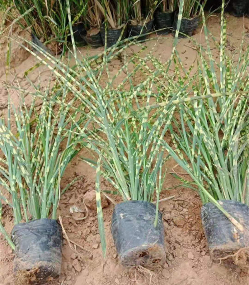 观赏草斑叶芒基地斑叶芒价格青州斑叶芒