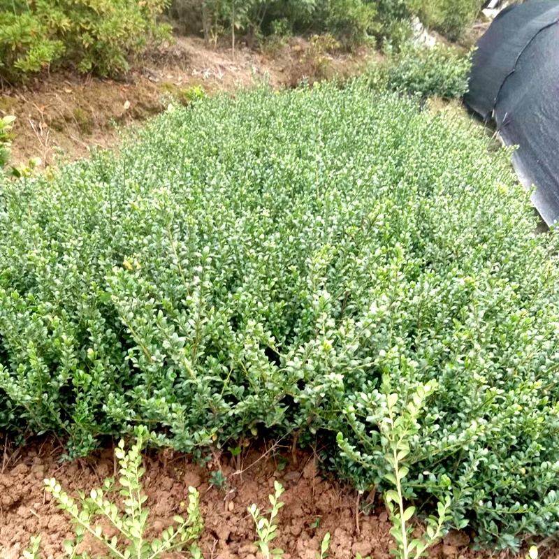龟甲冬青小苗细叶冬青龟甲冬青球园林绿化工程苗木基地