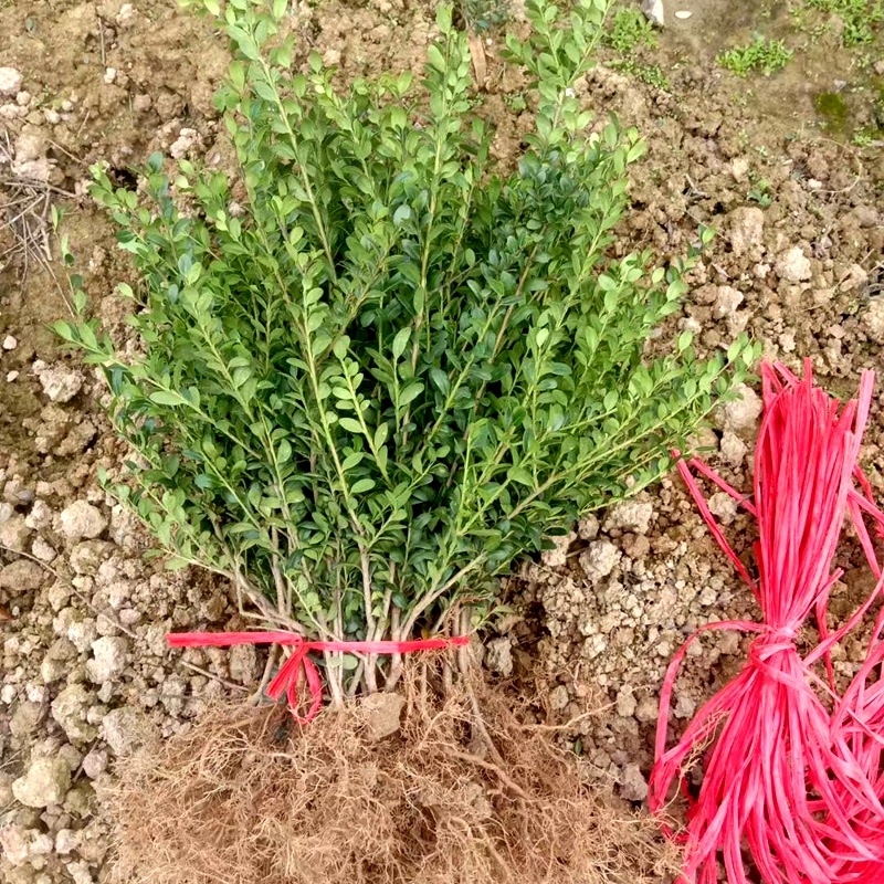 龟甲冬青小苗细叶冬青龟甲冬青球园林绿化工程苗木基地