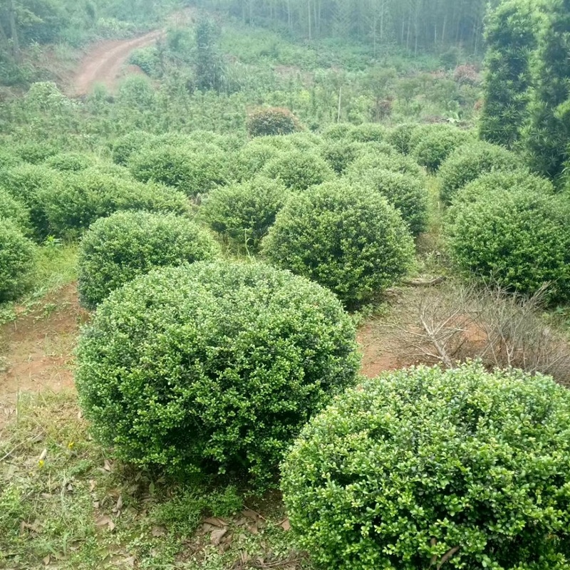 龟甲冬青小苗细叶冬青龟甲冬青球园林绿化工程苗木基地
