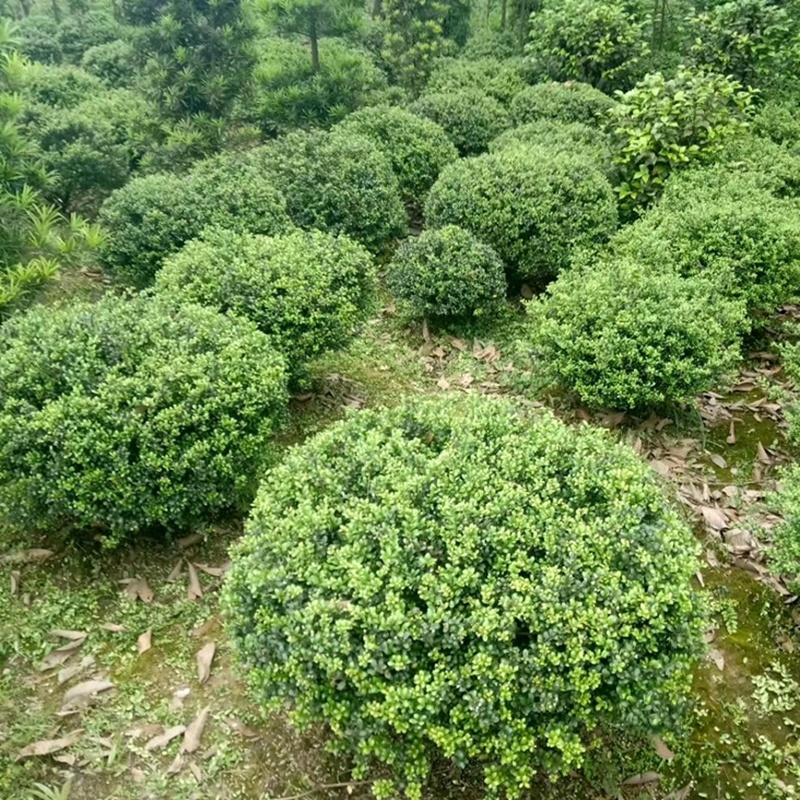 龟甲冬青小苗细叶冬青龟甲冬青球园林绿化工程苗木基地