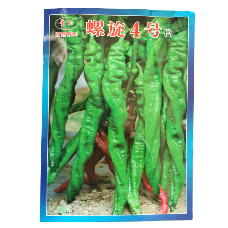 螺丝椒种子皱皮杂交果大产量高螺旋4号早中熟辣味浓