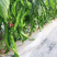 螺丝椒种子皱皮杂交果大产量高螺旋4号早中熟辣味浓
