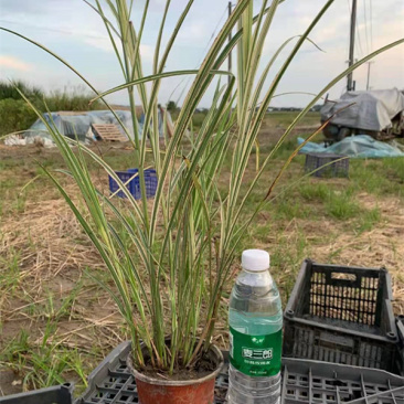 花叶芒杯苗容器苗规格齐全一手货源常年有货