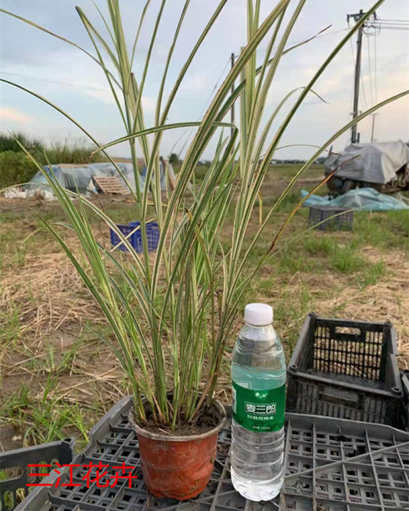 花叶芒杯苗容器苗规格齐全一手货源常年有货
