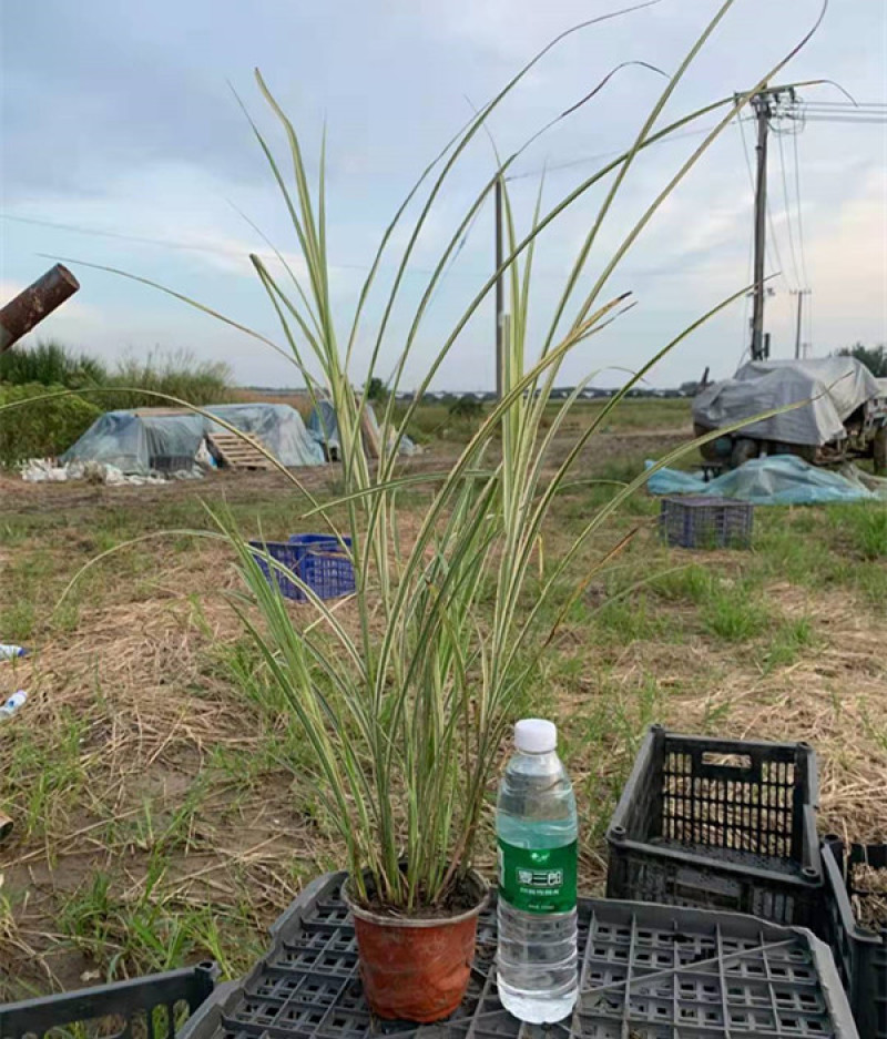 花叶芒杯苗容器苗规格齐全一手货源常年有货