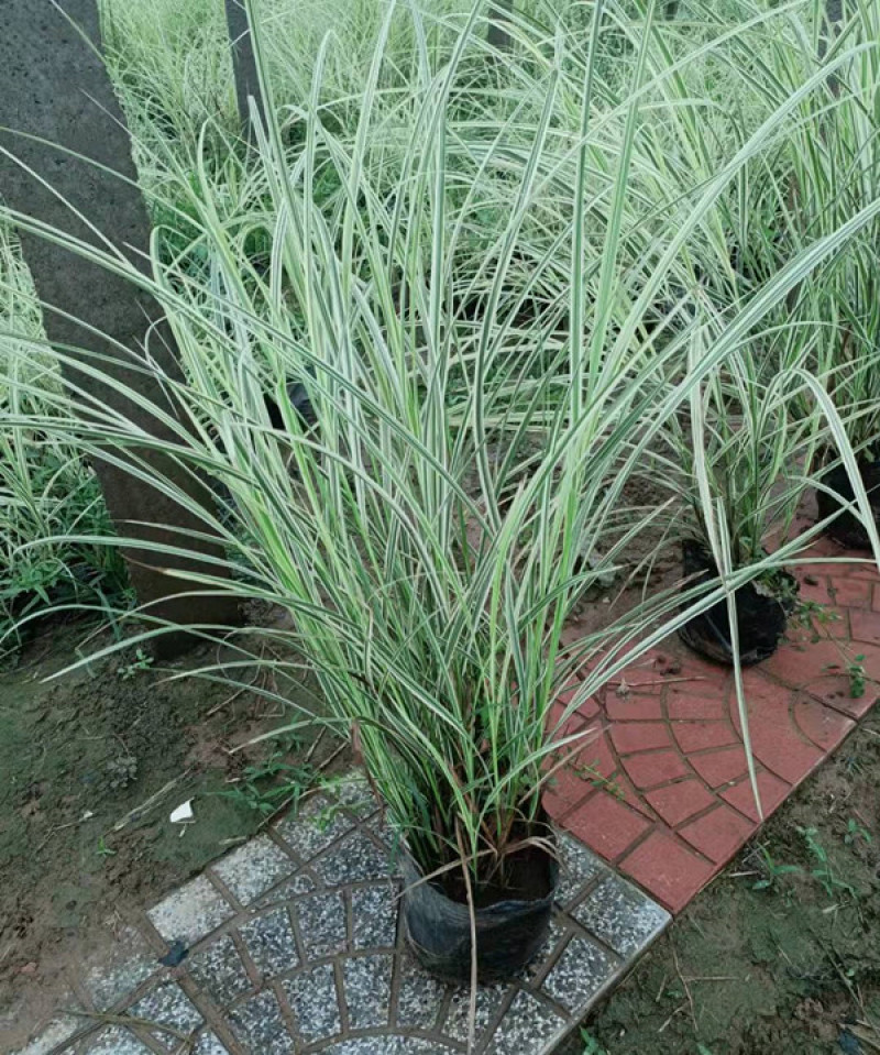 花叶芒杯苗容器苗规格齐全一手货源常年有货