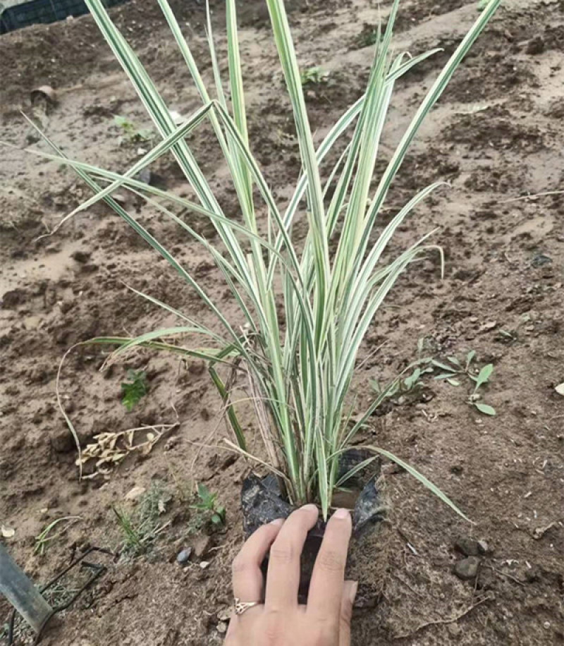 花叶芒杯苗容器苗规格齐全一手货源常年有货
