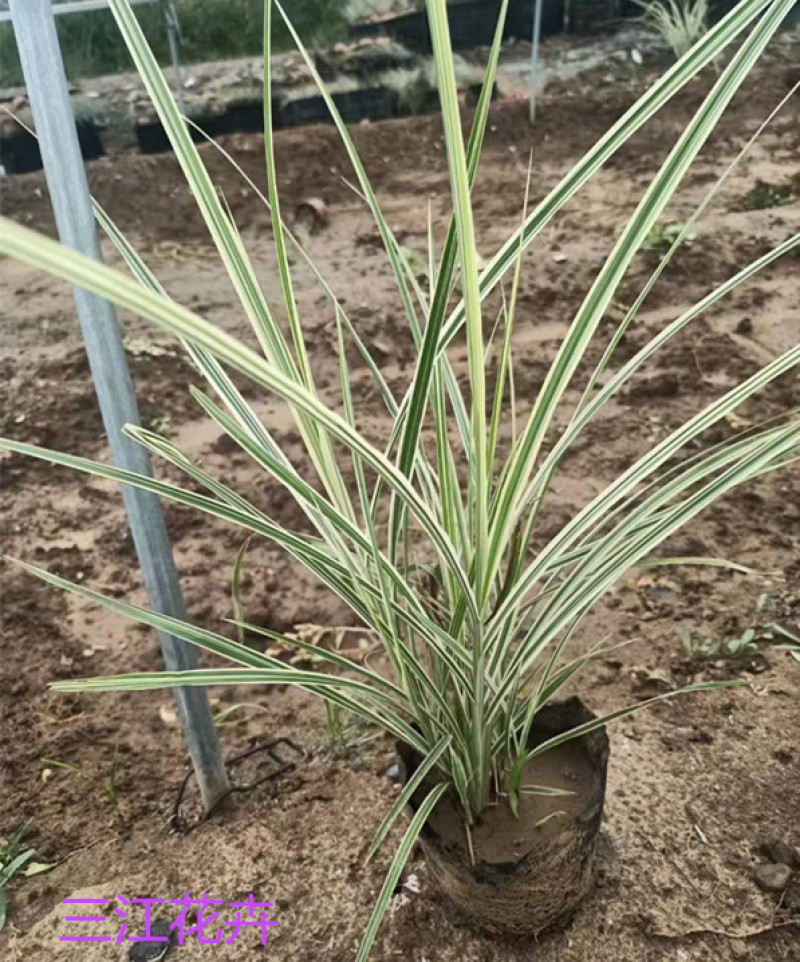 花叶芒杯苗容器苗规格齐全一手货源常年有货
