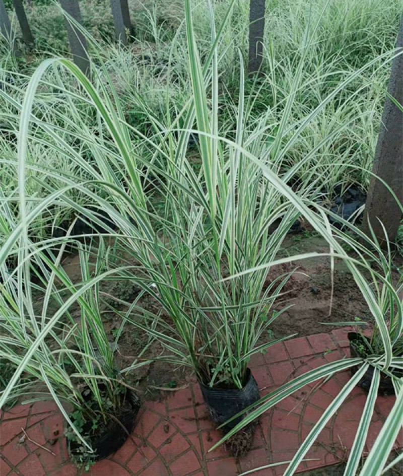 花叶芒杯苗容器苗规格齐全一手货源常年有货