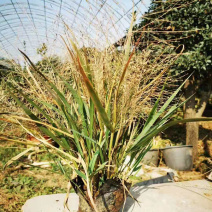 红之风画眉草绿化观赏草常用多年生草本