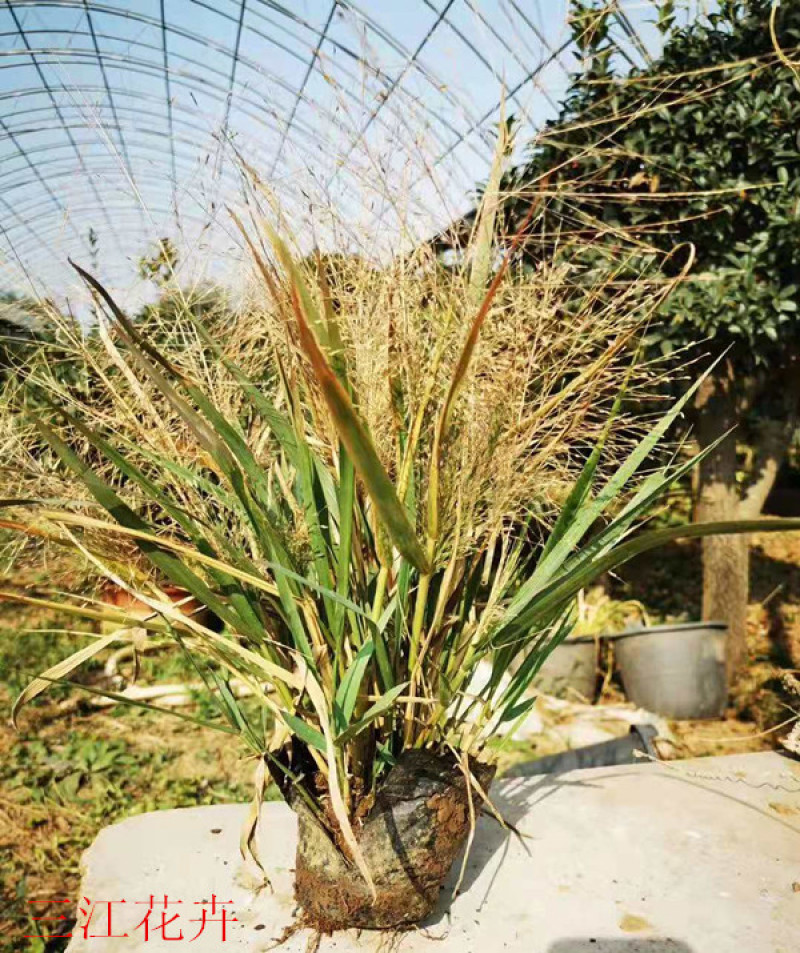 红之风画眉草绿化观赏草常用多年生草本