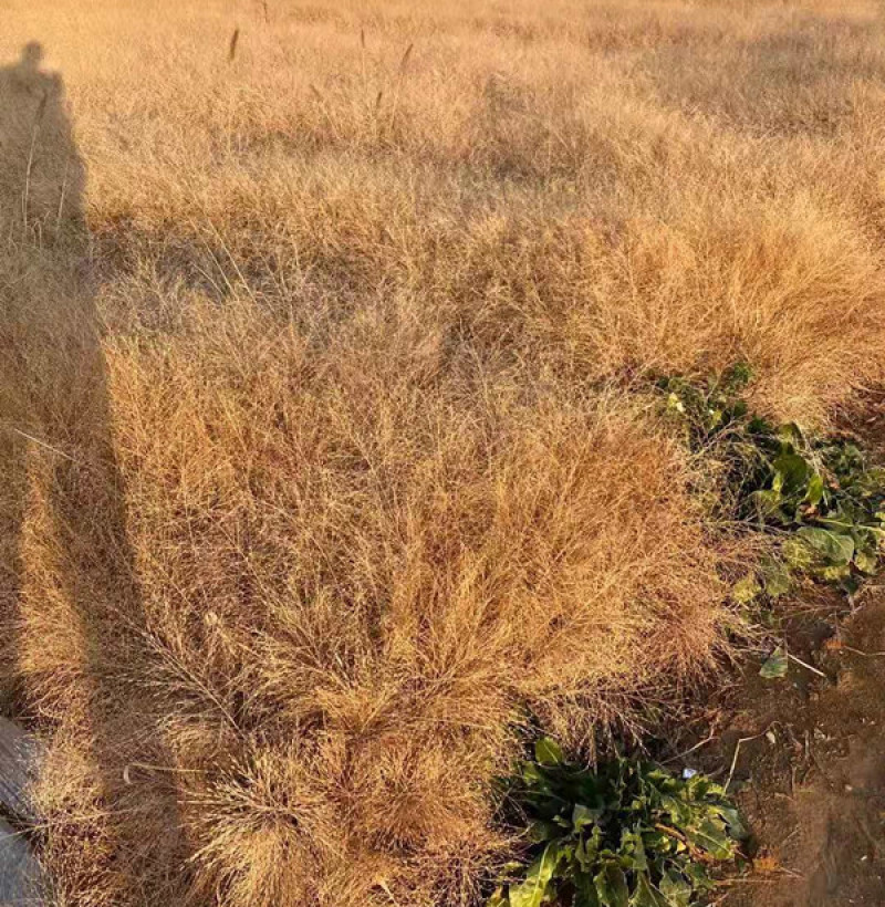 红之风画眉草绿化观赏草常用多年生草本