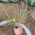 红之风画眉草绿化观赏草常用多年生草本