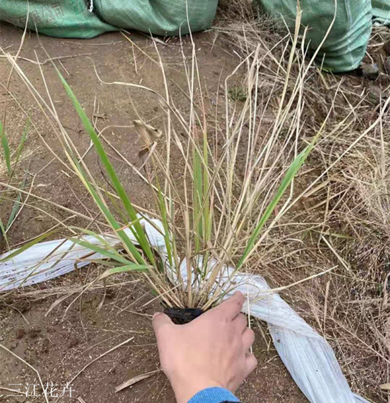 红之风画眉草绿化观赏草常用多年生草本