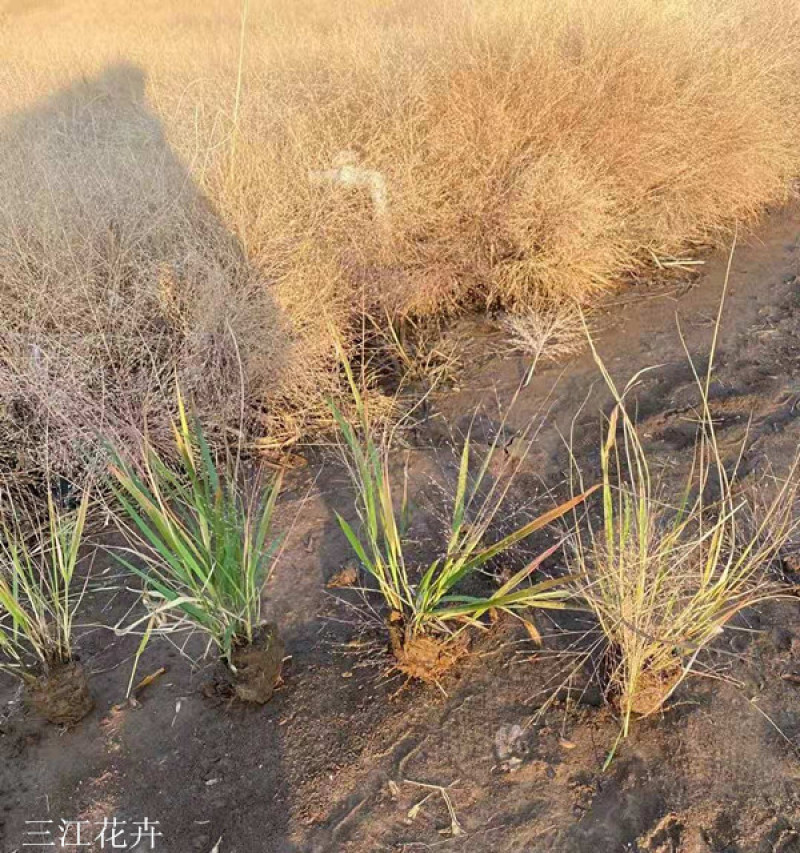 红之风画眉草绿化观赏草常用多年生草本