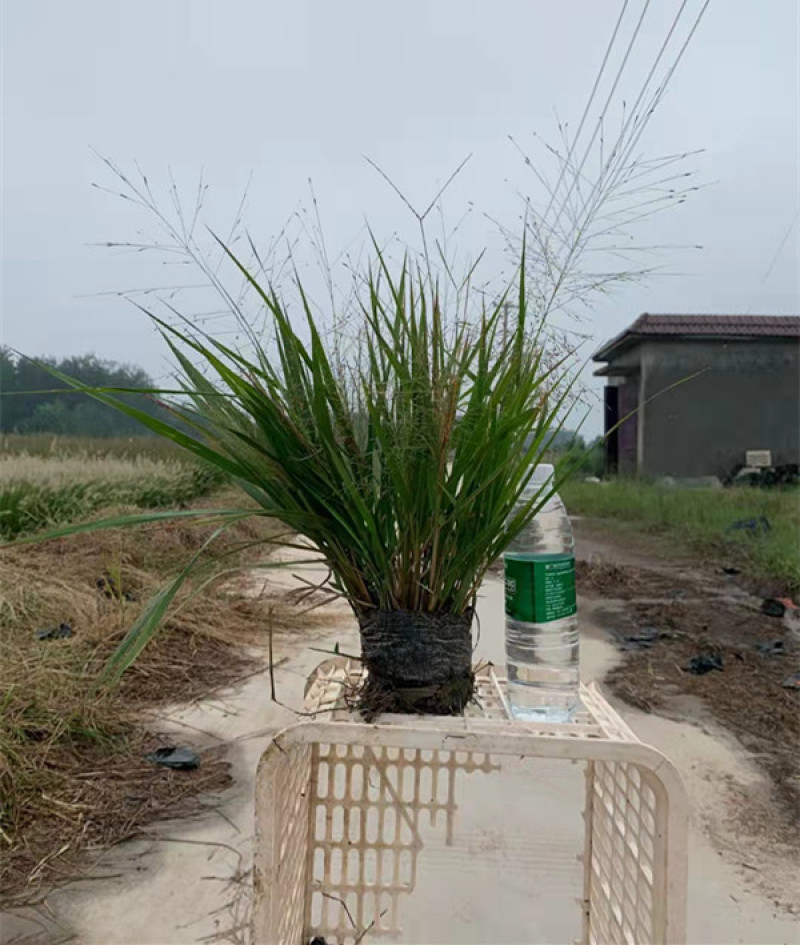 红之风画眉草绿化观赏草常用多年生草本