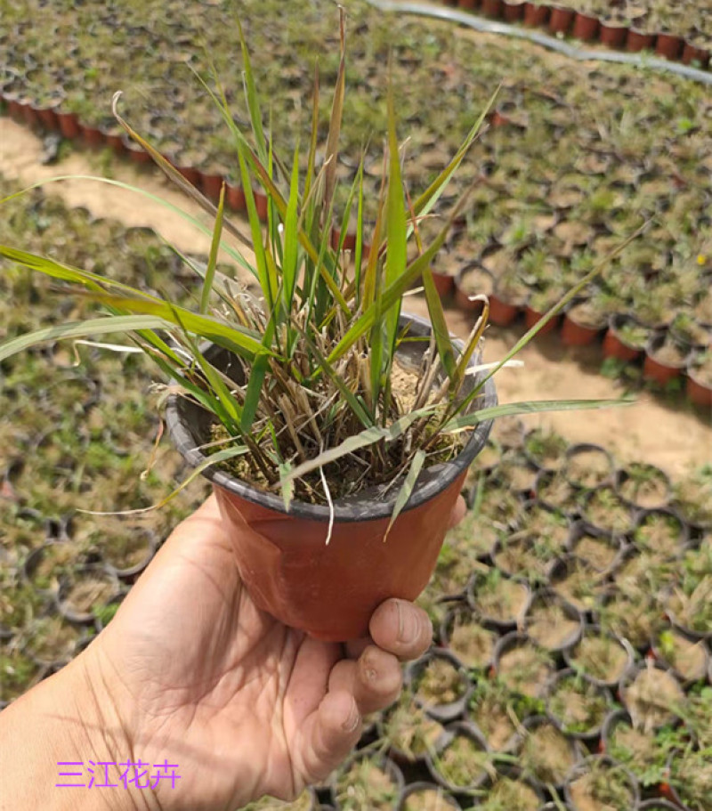 红之风画眉草绿化观赏草常用多年生草本