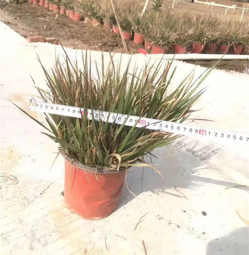 红之风画眉草绿化观赏草常用多年生草本