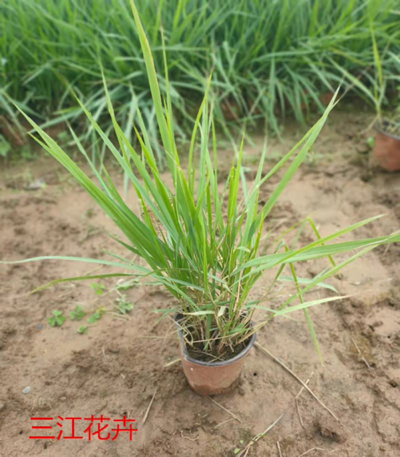 红之风画眉草绿化观赏草常用多年生草本