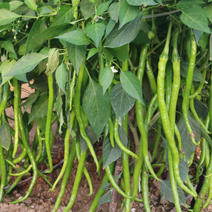 线椒种子椒条顺直果长28深绿色辣味浓杂交基地专用种