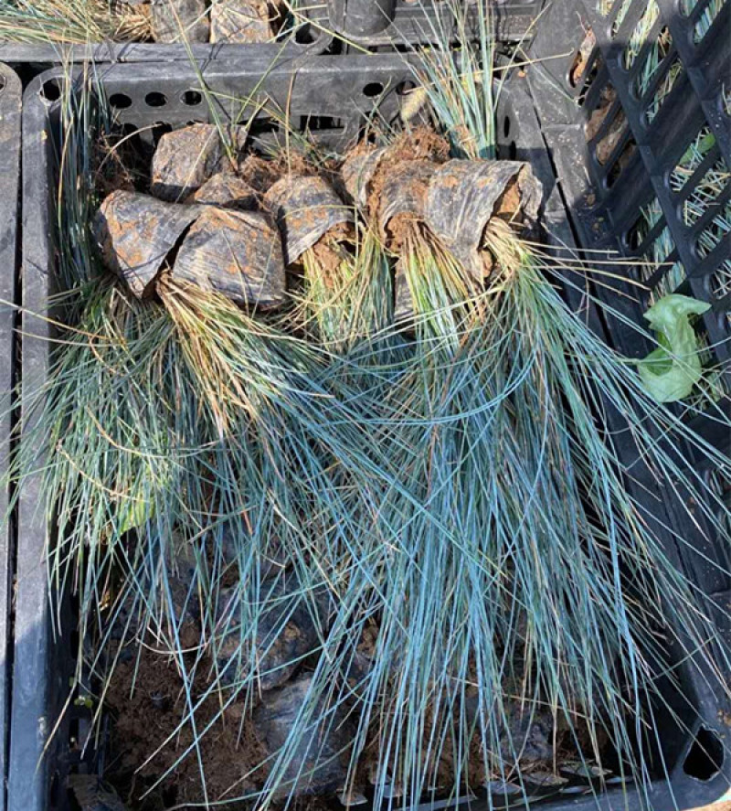 蓝羊茅批发蓝羊茅价格山东蓝羊茅苗基地观赏草