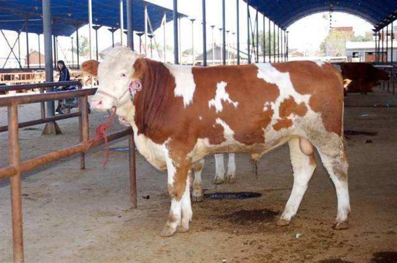西门塔尔牛买5头送1头大型肉牛养殖涨势快耐粗饲好饲养