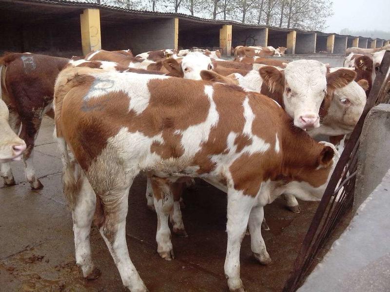西门塔尔牛买5头送1头大型肉牛养殖涨势快耐粗饲好饲养