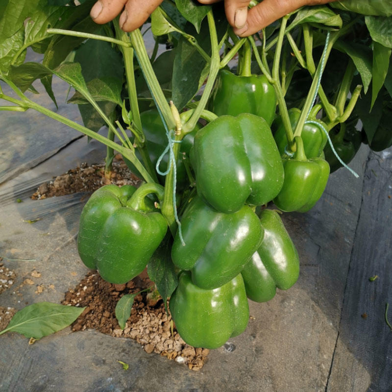 甜园绿甜椒种子中早熟结果多抗病强果肉厚四心室率高大田种植