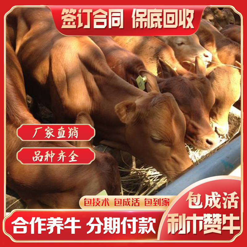 精品黄牛基地直销买5送1包成活送饲料全国免费送货