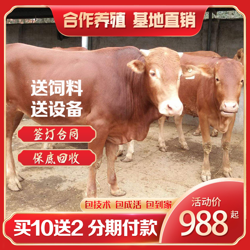 鲁西黄牛买5头送1头厂家直销免费技术指导全国免费送货