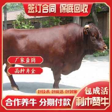 利木赞牛大型肉牛养殖场全国免费送货包成活送打草机