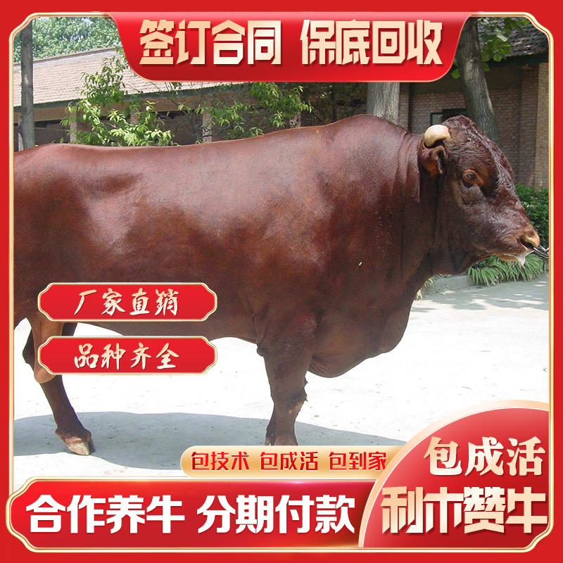 利木赞牛大型肉牛养殖场全国免费送货包成活送打草机