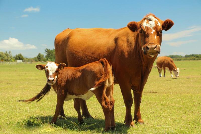 利木赞牛大型肉牛养殖场全国免费送货包成活送打草机