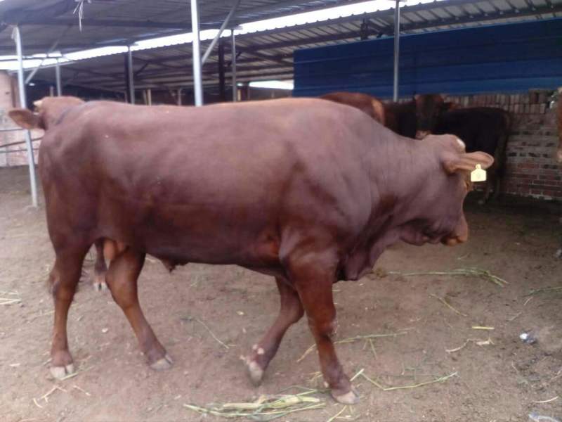 利木赞牛大型肉牛养殖场全国免费送货包成活送打草机