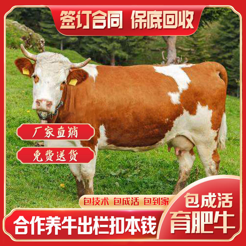 山东育肥牛犊出售厂家直销免费送货全程包技术指导