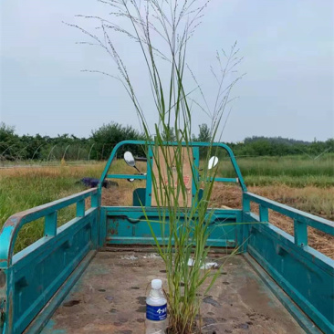 柳枝稷多年生草本观赏草基地柳枝稷杯苗芽多苗壮