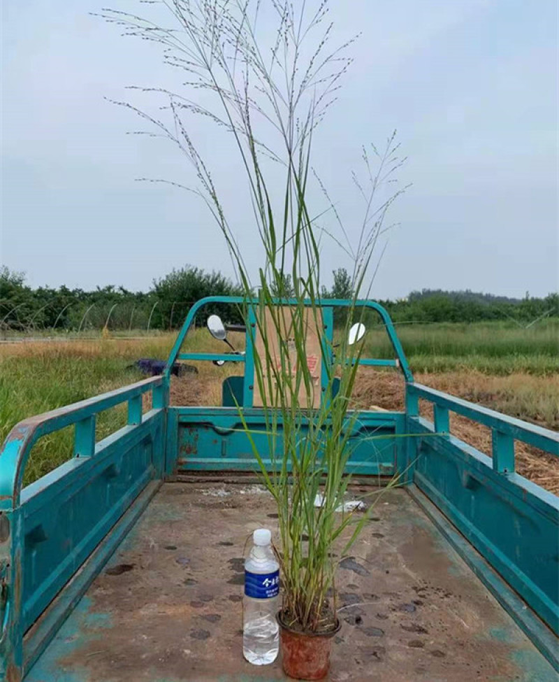 柳枝稷多年生草本观赏草基地柳枝稷杯苗芽多苗壮
