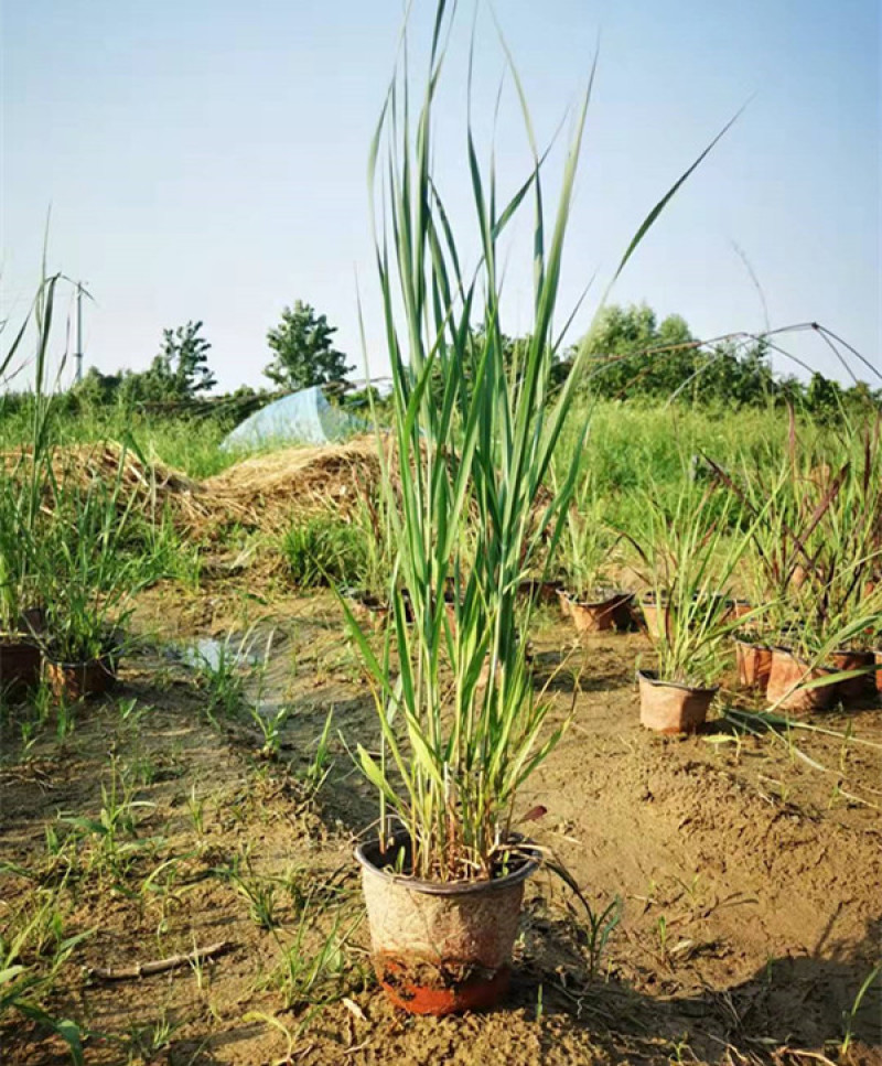 柳枝稷多年生草本观赏草基地柳枝稷杯苗芽多苗壮